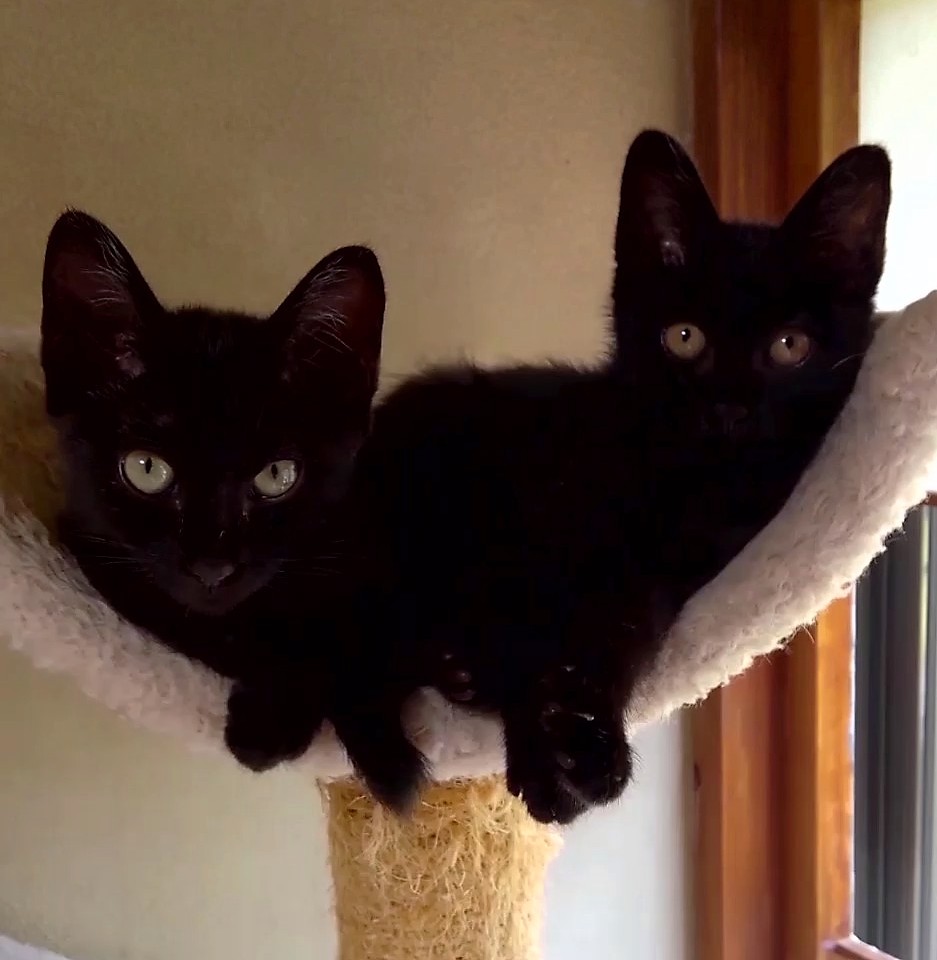 ２か月半黒猫女の子