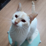 高齢者歓迎♡シャム系青い目の『きわ』