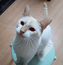 高齢者歓迎♡シャム系青い目の『きわ』