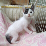 ５月７日生まれ馴れてる６兄妹『こつぶ』