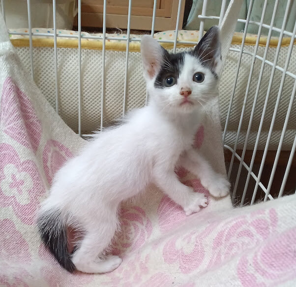 ５月７日生まれ馴れてる６兄妹『こつぶ』