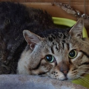 ８才のマックはどっしり重量感