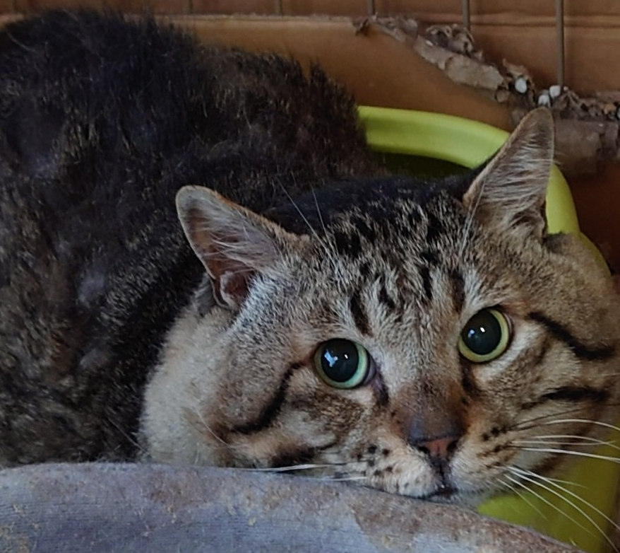 ８才のマックはどっしり重量感