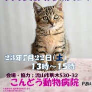 【流山市】7/22（土）こんどう動物病院保護猫譲渡会
