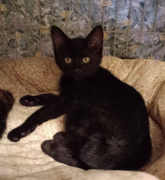 ４月生まれの５兄妹♡おてんばさんの『つばき』