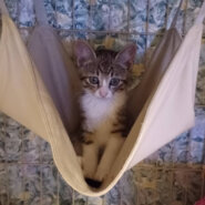 ４月生まれの５兄妹♡頑張り屋さんの『れん』