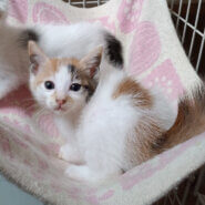 ５月７日生まれ馴れてる６兄妹『こなつ』