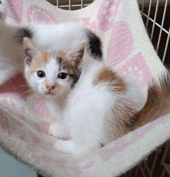 ５月７日生まれ馴れてる６兄妹『こなつ』