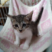 ５月７日生まれ馴れてる６兄妹『こうめ』