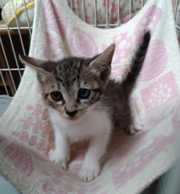 ５月７日生まれ馴れてる６兄妹『こうめ』