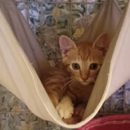 ４月生まれの５兄妹♡ちょいビビりくんの『なぎ』