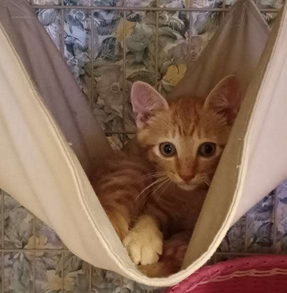 ４月生まれの５兄妹♡ちょいビビりくんの『なぎ』