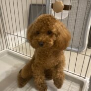 今月で一歳の犬（男の子）