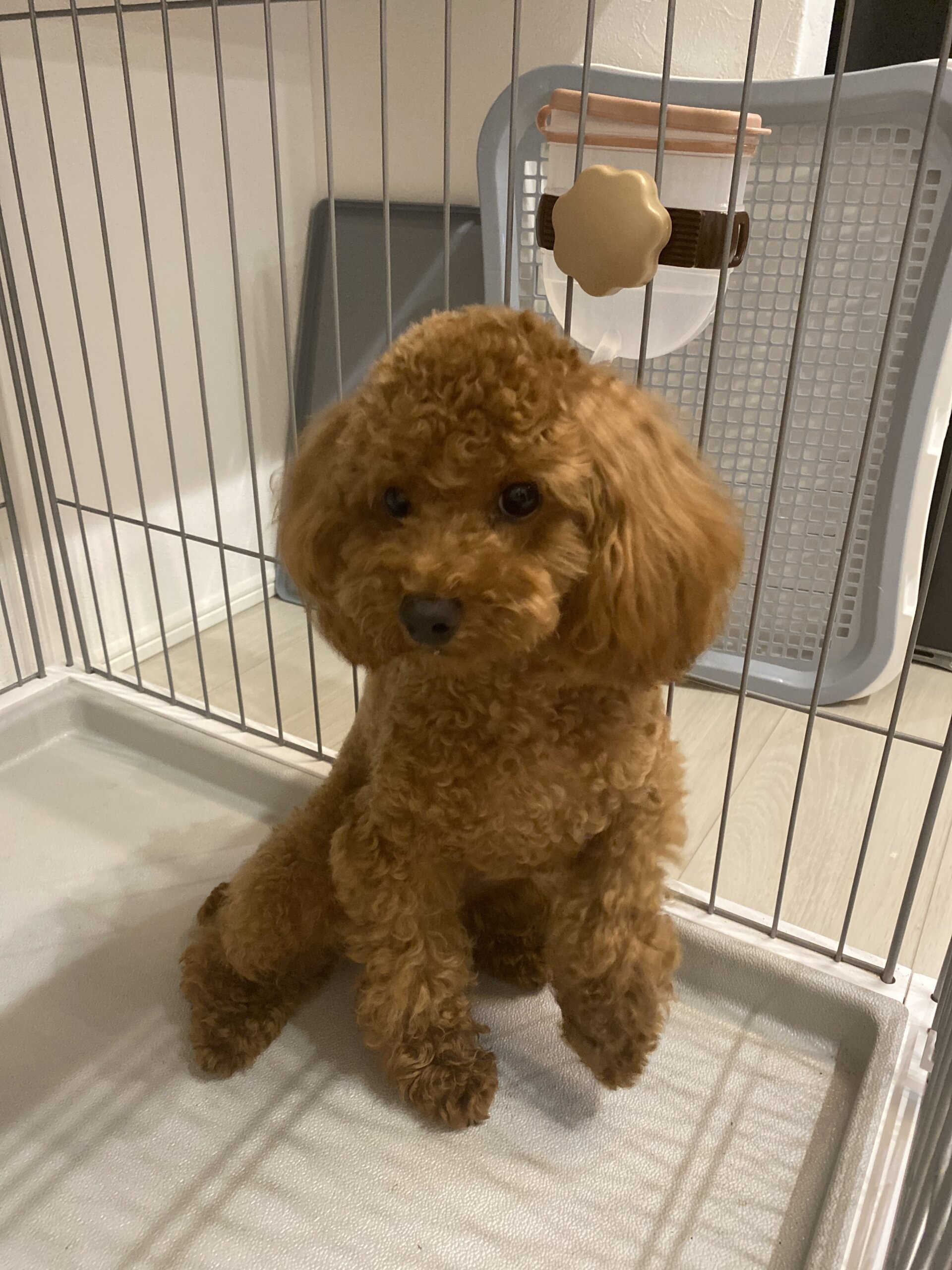 今月で一歳の犬（男の子）