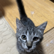 遊ぶの大好き・３ヵ月のキジトラ・くぅ君