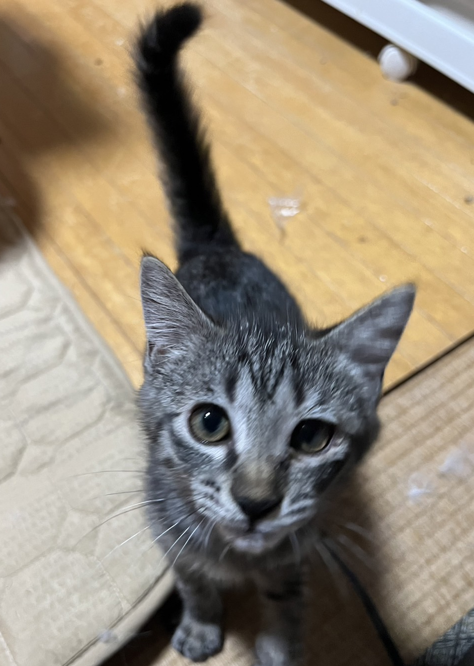 遊ぶの大好き・３ヵ月のキジトラ・くぅ君