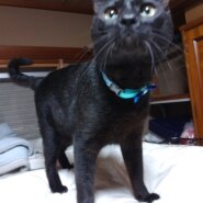抱っこと撫で撫で大好きキュートな瞳の３才位雄の黒猫/ノア