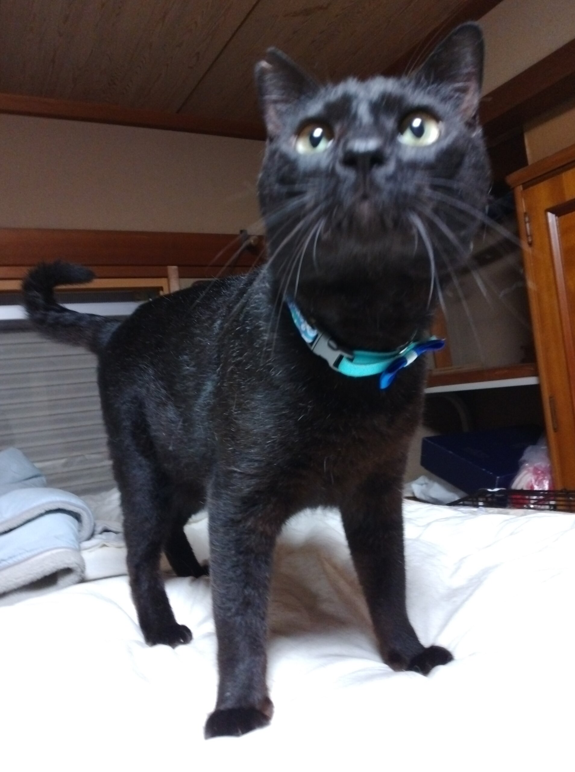 抱っこと撫で撫で大好きキュートな瞳の３才位雄の黒猫/ノア