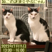 【千葉県船橋市】和風猫本舗 ねこの譲渡会