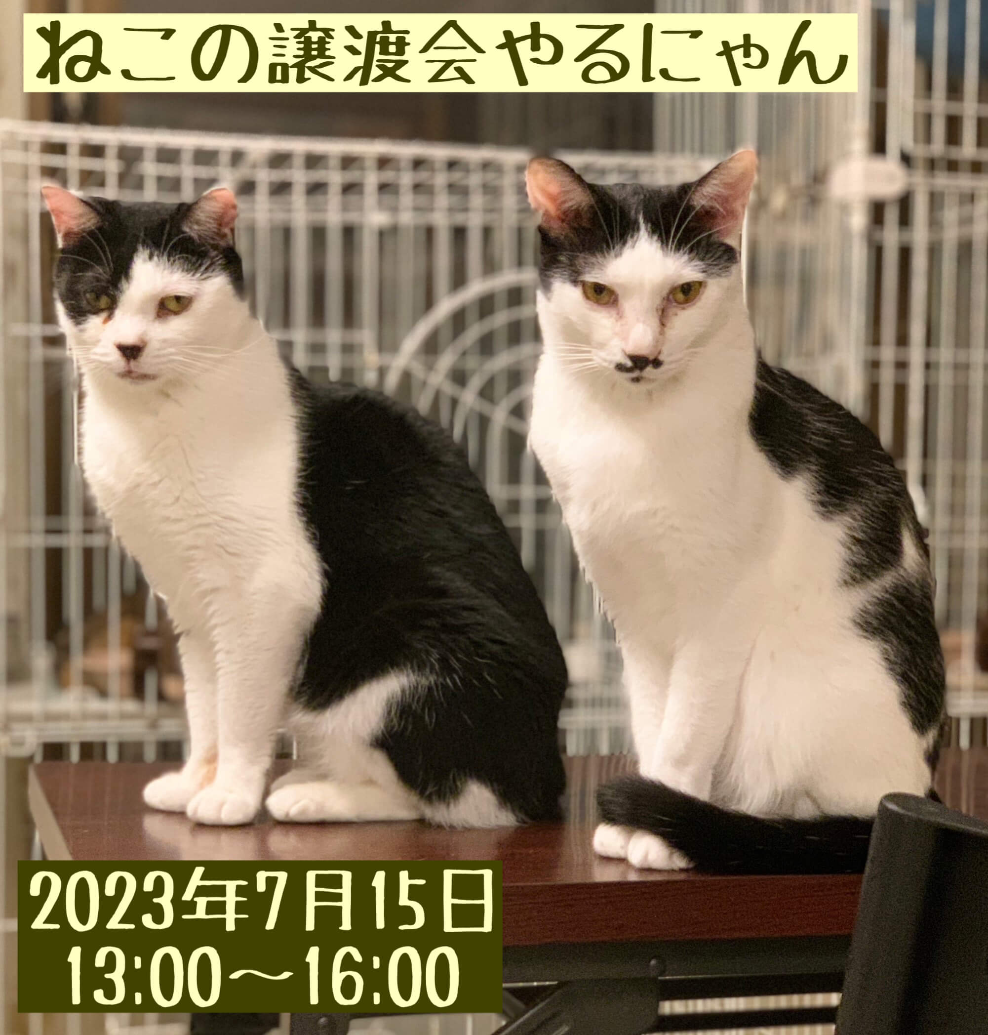 【千葉県船橋市】和風猫本舗 ねこの譲渡会
