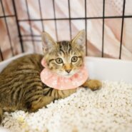 紡ぐ猫の保護猫譲渡会