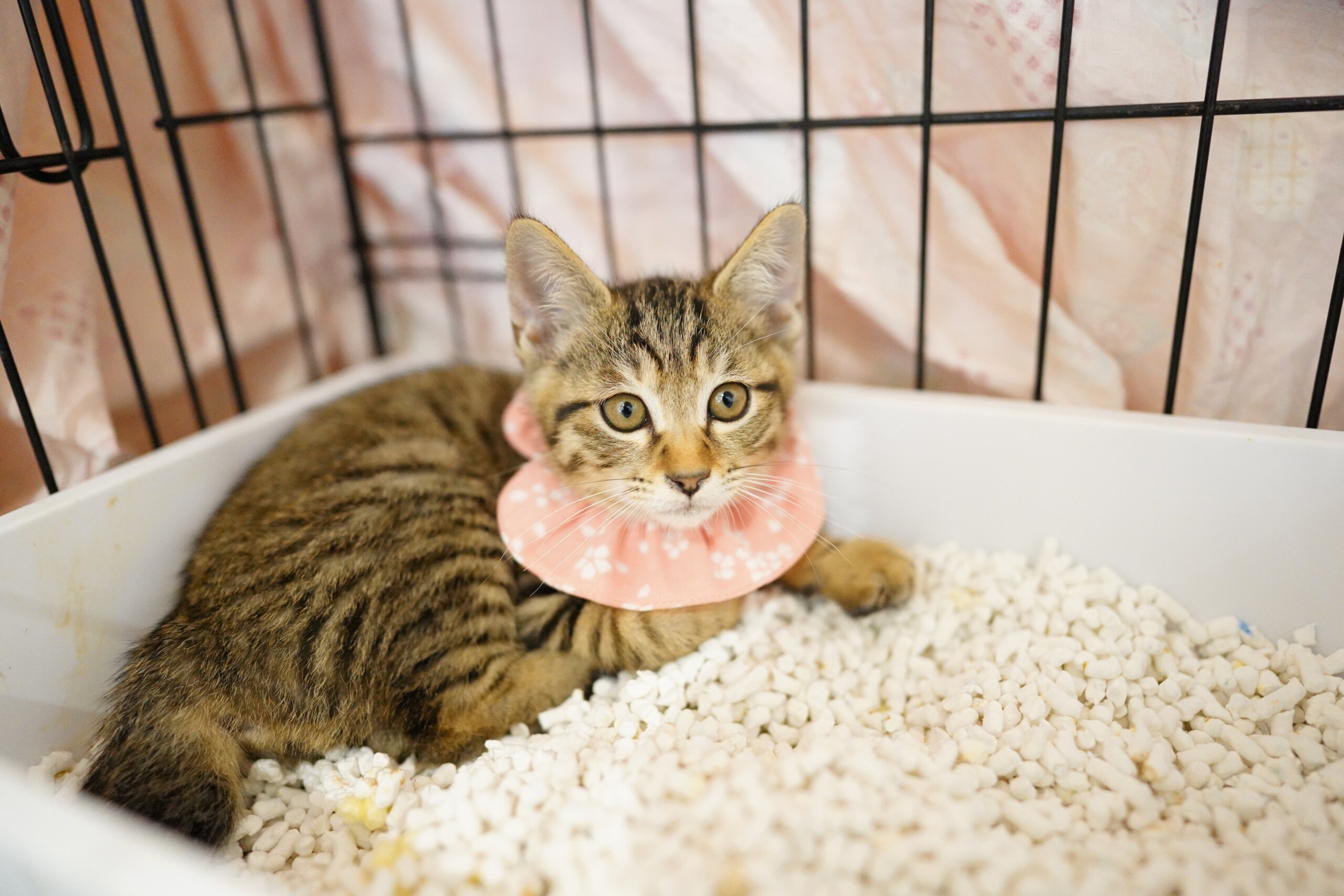 紡ぐ猫の保護猫譲渡会