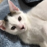 スリゴロでお膝の上が大好きな甘えん坊♡のりくん