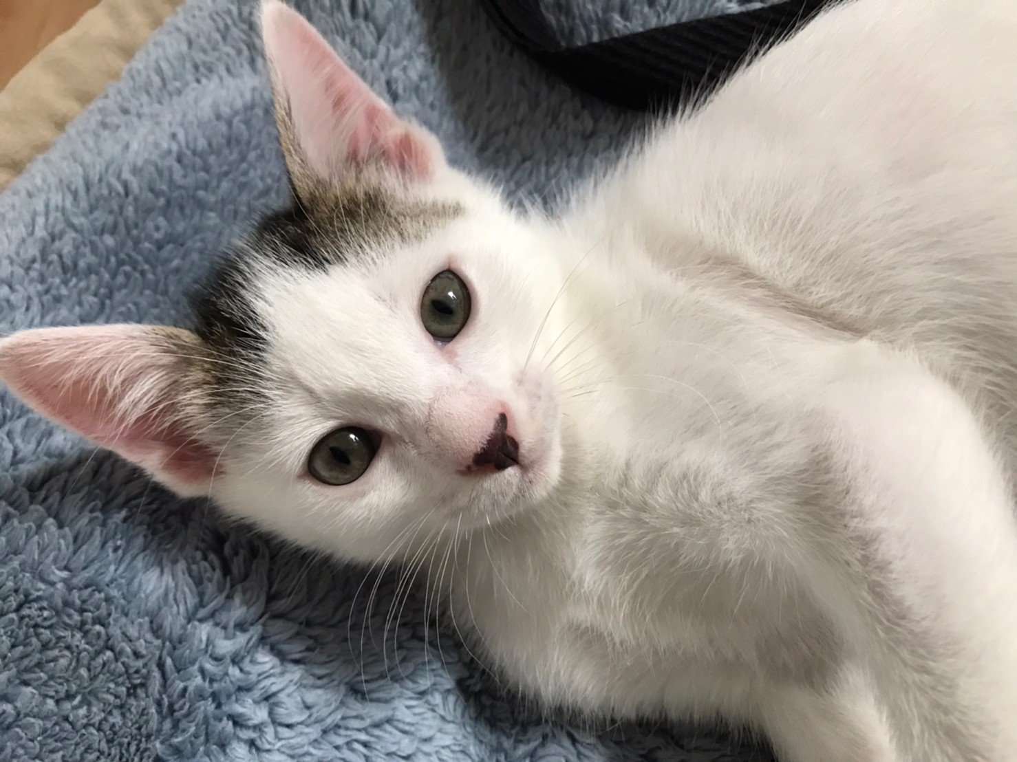 スリゴロでお膝の上が大好きな甘えん坊♡のりくん