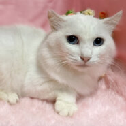 気品溢れるブルーアイ！長毛の白猫『コメット』