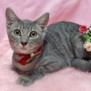 クリームグレーの美猫『シャルちゃん』４ヶ月