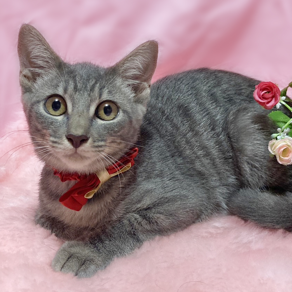 クリームグレーの美猫『シャルちゃん』４ヶ月