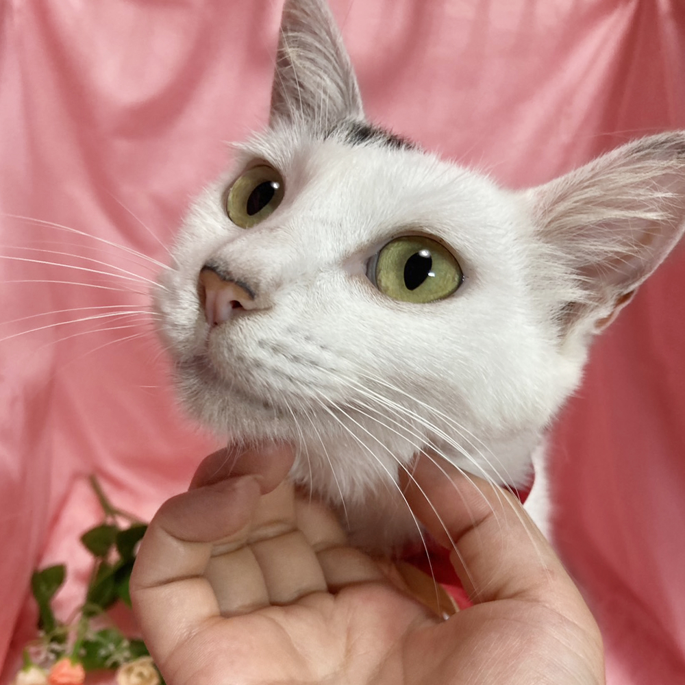 初心者向き！おっとり穏やか♪癒し系『ののちゃん』