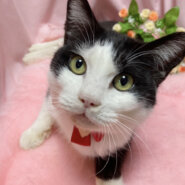 ハンデあり！人間大好き甘えん坊『ミッキー』３歳