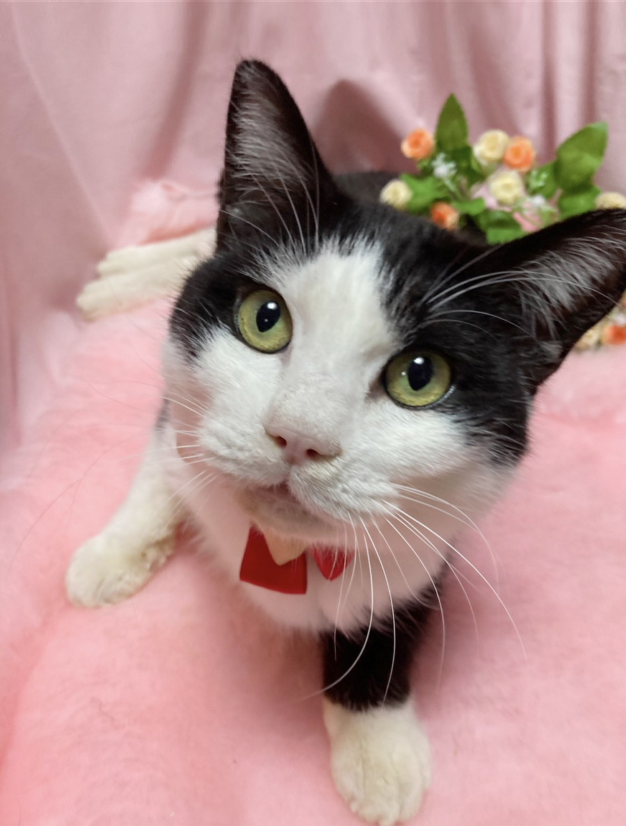 ハンデあり！人間大好き甘えん坊『ミッキー』３歳