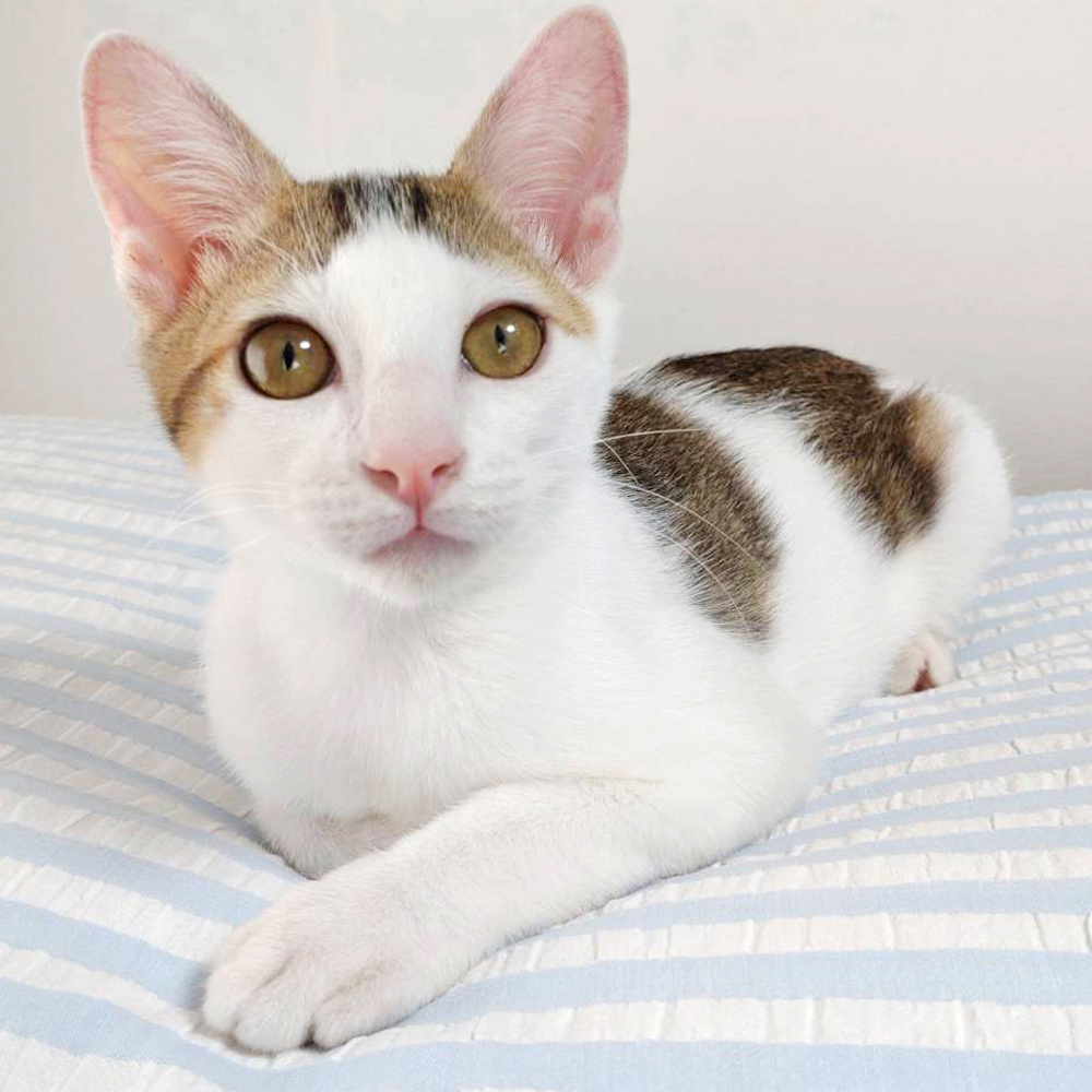 初心者向き！人間大好き♪超甘えん坊『幸（コウ）』