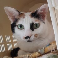 へなちょこパンチが得意な個性柄の若いママ