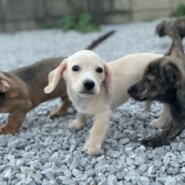 チワックスの子犬達