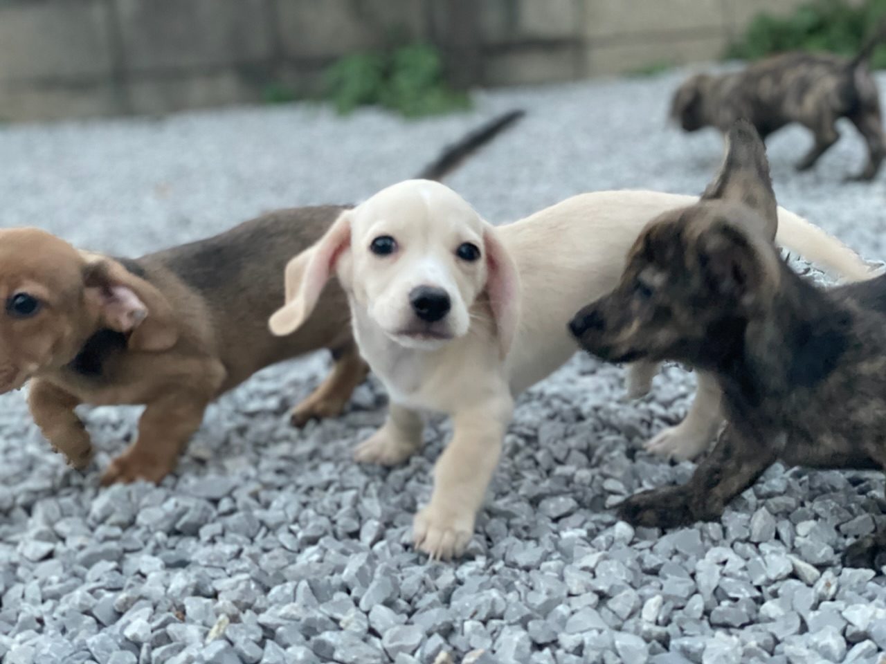 チワックスの子犬達