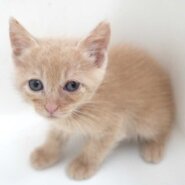 8月7日入所のクリームベージュの子猫の男の子