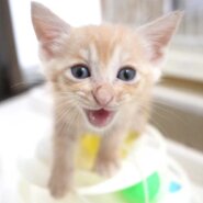 8月7日入所の薄めの茶トラの子猫の男の子