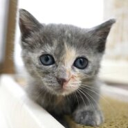 8月7日入所のグレーの子猫の女の子