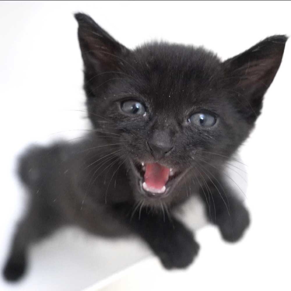 8月7日入所の黒の子猫の男の子（首輪パープル）