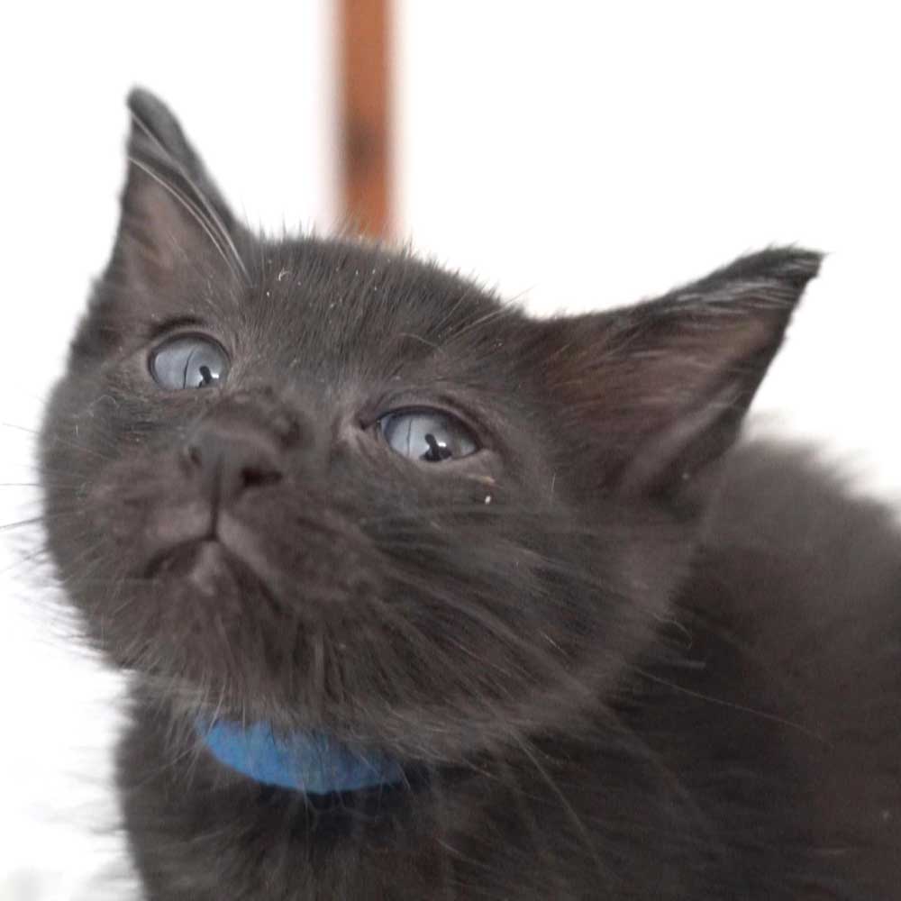 8月7日入所の黒の子猫の男の子（首輪ブルー）
