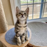 ブラウンタビー ★ 竹千代