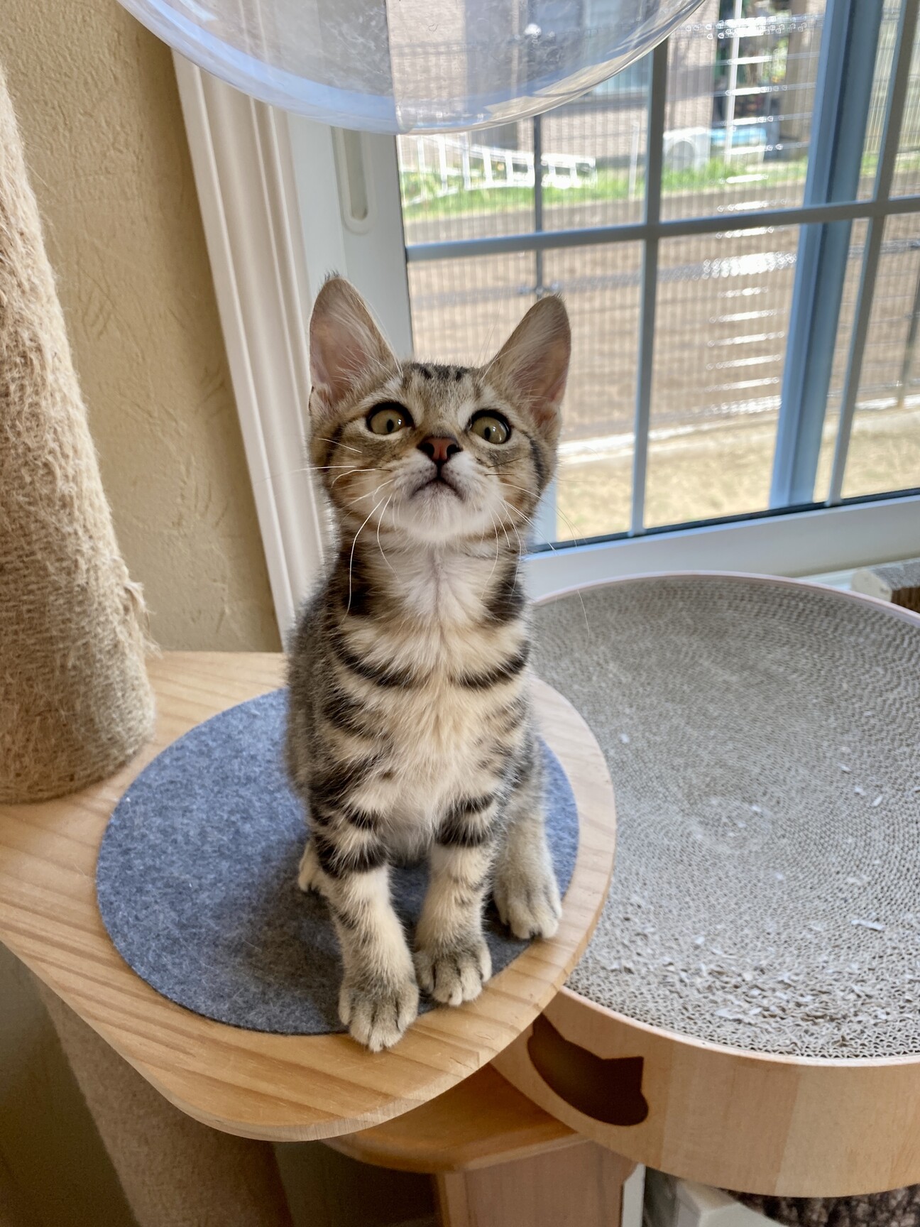 ブラウンタビー ★ 竹千代