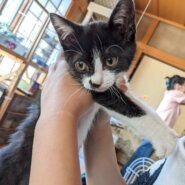 わんぱく可愛い子猫❤️ゴイくん4ヶ月