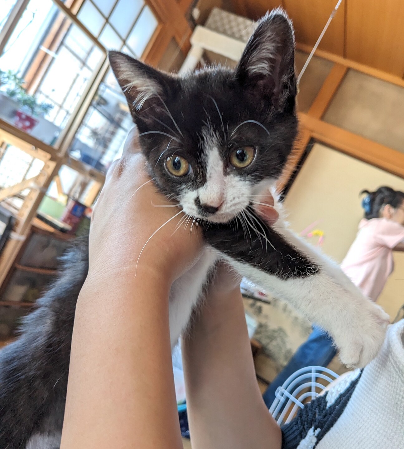 わんぱく可愛い子猫❤️ゴイくん4ヶ月