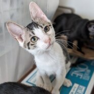 楽しい可愛い子猫4匹❤️3ヶ月半！アトロくん