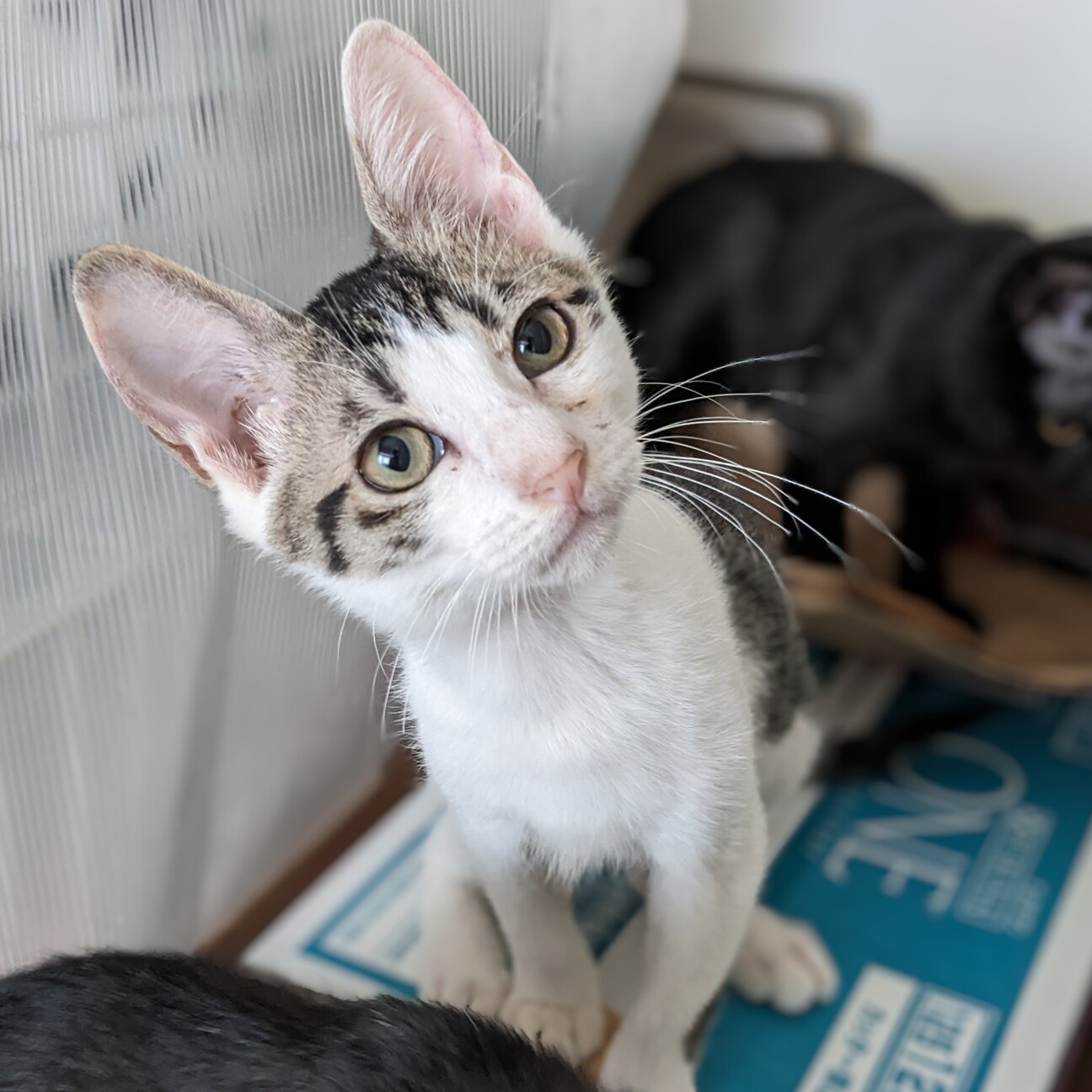 楽しい可愛い子猫4匹❤️3ヶ月半！アトロくん