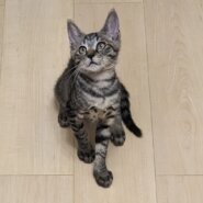 楽しい可愛い子猫4匹❤️3ヶ月半！ティオくん